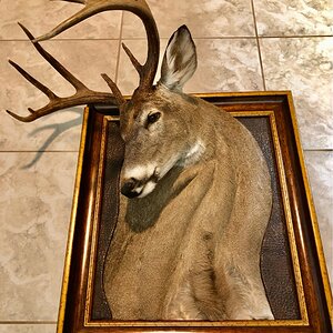 Whitetail Deer Shoulder Mount Taxidermy