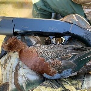 Cinnamon Teal Duck Hunt