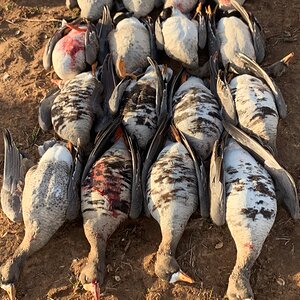 White-fronted Goose