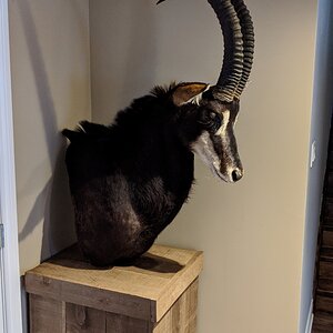 Sable Pedestal Mount Taxidermy