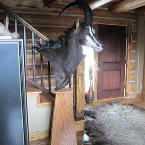 Sable Pedestal Taxidermy