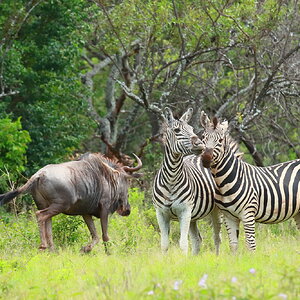 Blue Wildebeest & Zebra Limpopo South Africa