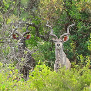 Kudu South Africa