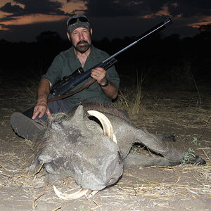 Warthog Hunting Namibia