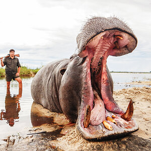 Hippopotamus Hunt Namibia