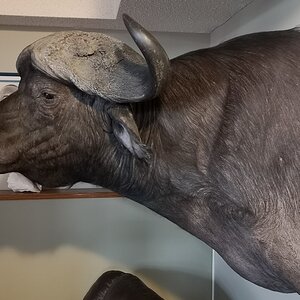 Buffalo Shoulder Mount Taxidermy