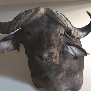 Buffalo Shoulder Mount Taxidermy