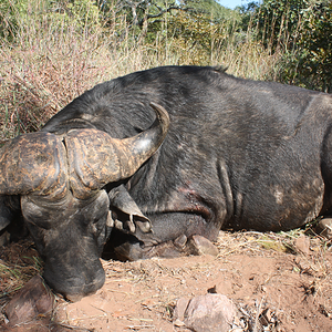 Cape Buffalo Hunt