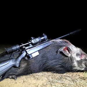 Hunting Bushpig