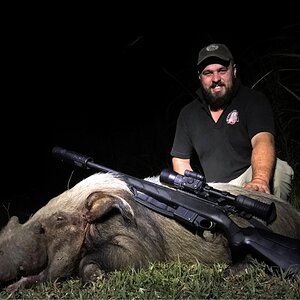 Hunting Bushpig