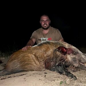 Hunting Bushpig