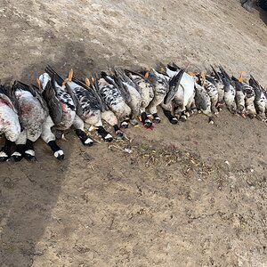 Waterfowl Hunt