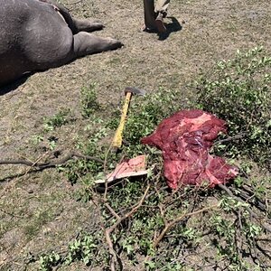 Hippopotamus Hunt Namibia