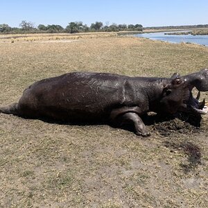 Hippopotamus Hunt Namibia