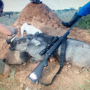 Warthog Hunt Namibia