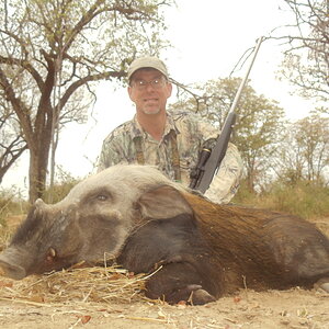 Bushpig Africa