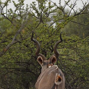 Kudu South Africa