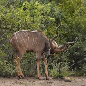 Kudu South Africa