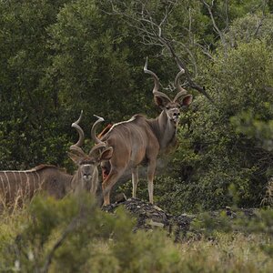 Kudu South Africa