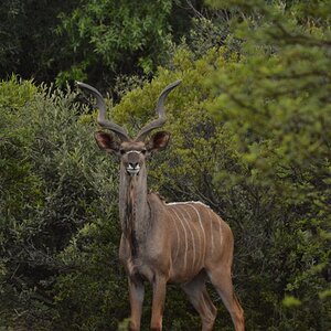 Kudu South Africa