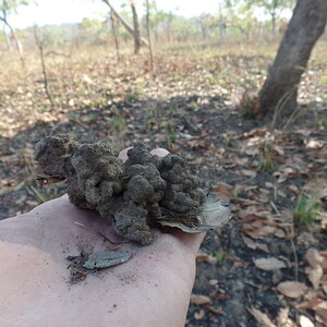 Hunting In Cameroon