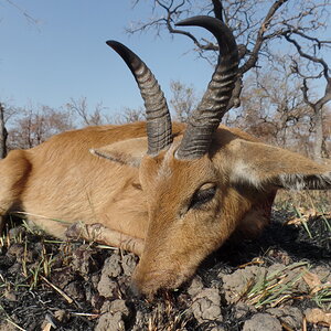 Reedbuck Hunt Cameroon