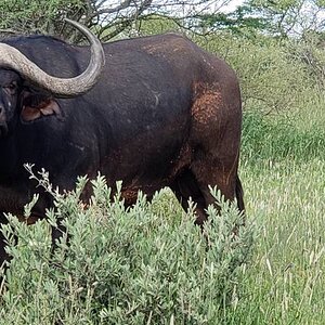 Buffalo South Africa