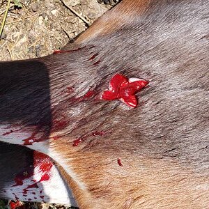 Blesbok Bow Hunting South Africa