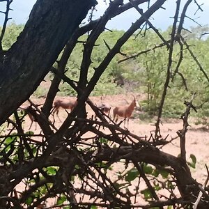 Blesbok South Africa