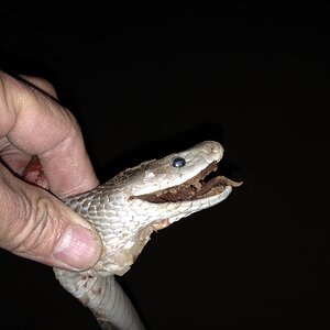 Black Mamba Snake Head