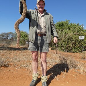 Puff Adder Snake