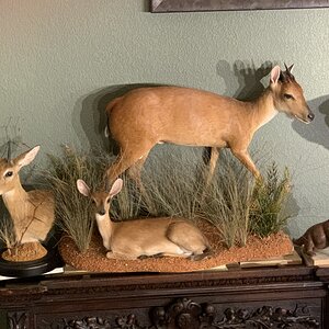 Duiker Full Mount Taxidermy