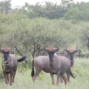 Hunt Blue Wildebeest South Africa