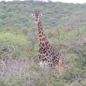 Dark Giraffe South Africa