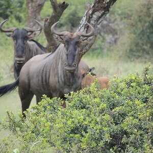 Blue Wildebeest South Africa