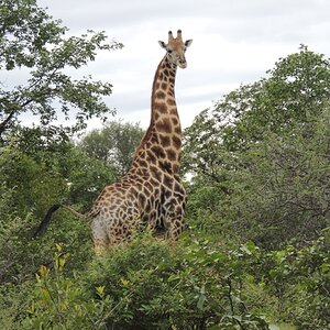 Giraffe South Africa