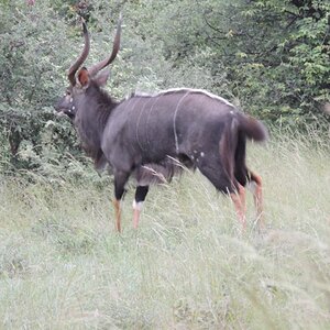 Nyala South Africa