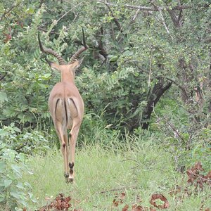 Impala South Africa