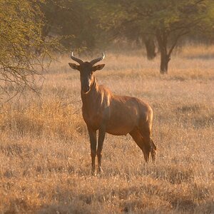 Tsessebe South Africa