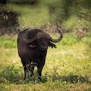 Cape Buffalo South Africa