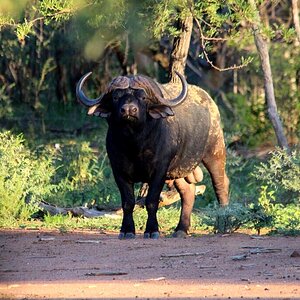 Cape Buffalo South Africa