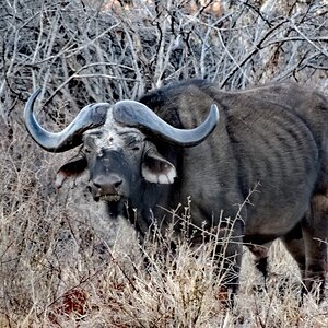 Cape Buffalo South Africa