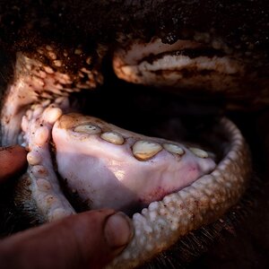 Old Cape Buffalo Bull Teeth South Africa