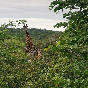 Dark Giraffe South Africa