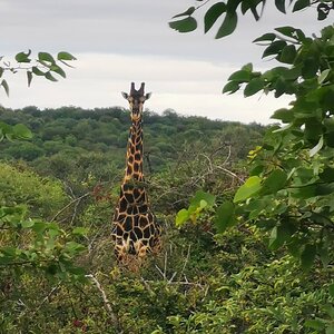 Dark Giraffe South Africa