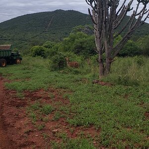 Limpopo Nature