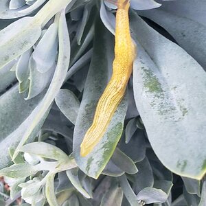 African Banana Slug