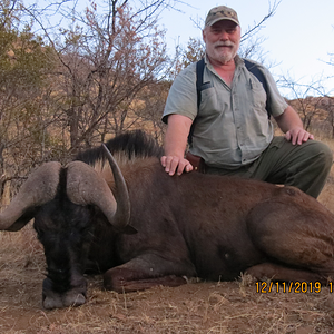 Black Wildebeest Hunt Eastern Cape South Africa