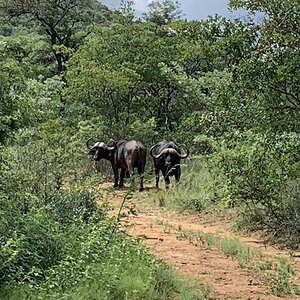 Buffalo Bulls