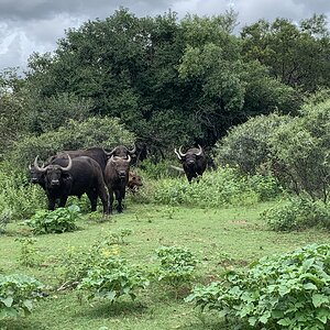 Female & Young Bull Buffalos